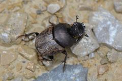 Onthophagus fracticornis