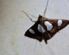 Glyphodes eurygania