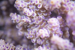 Acropora tenuis
