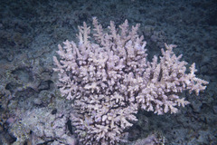 Acropora tenuis