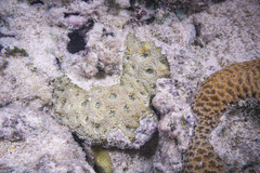 Acanthastrea