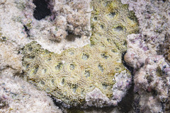 Acanthastrea