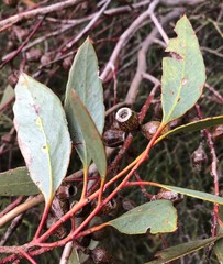 Eucalyptus incrassata