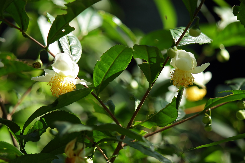 Thé blanc (Camellia sinensis L.)