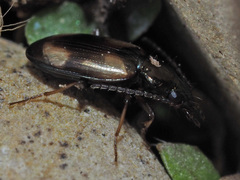 Peryphus