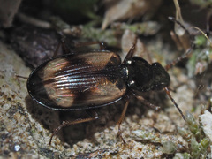 Peryphus