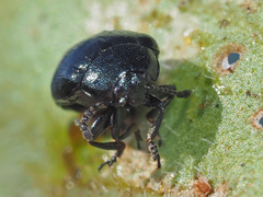 Phaedon armoraciae