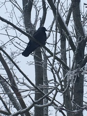 Corvus monedula