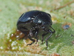 Phaedon armoraciae