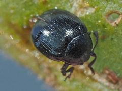 Phaedon armoraciae