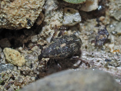 Rhinoncus perpendicularis