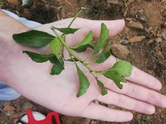 Maytenus undata