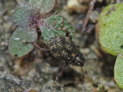 Rhinoncus perpendicularis