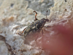 Rhinoncus perpendicularis