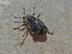 Rhinoncus perpendicularis