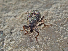 Rhinoncus perpendicularis