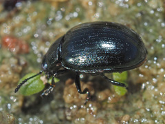 Phaedon armoraciae