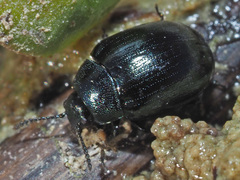 Phaedon armoraciae