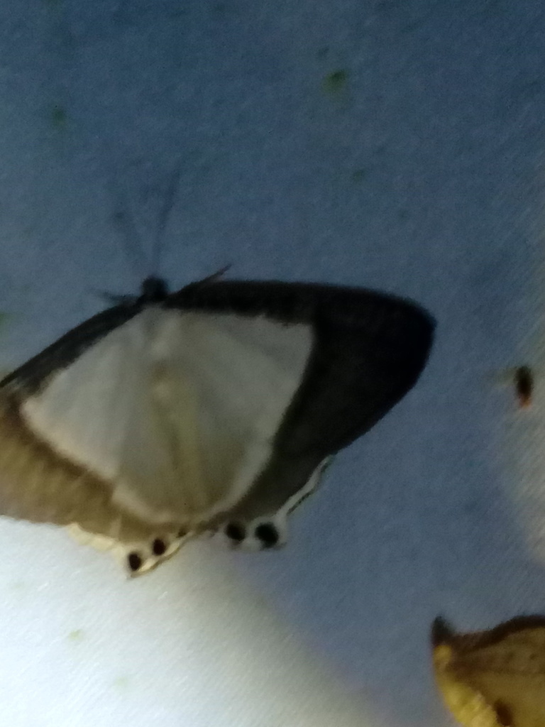 Cyphura atramentaria