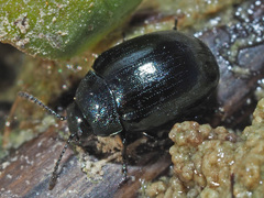 Phaedon armoraciae