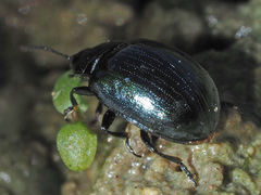 Phaedon armoraciae