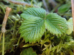 Fragaria hayatae