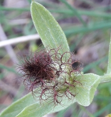 Centaurea pectinata