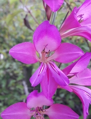 Gladiolus