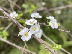 Spiraea prunifolia pseudoprunifolia