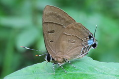 Rapala pheretima sequeira