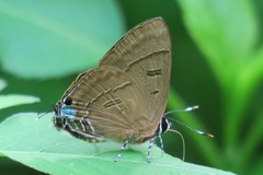 Rapala pheretima sequeira