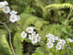 Spiraea prunifolia pseudoprunifolia