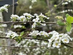 Spiraea prunifolia pseudoprunifolia