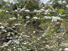 Spiraea prunifolia pseudoprunifolia
