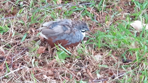 Chinese dwergkwartel (Synoicus chinensis)