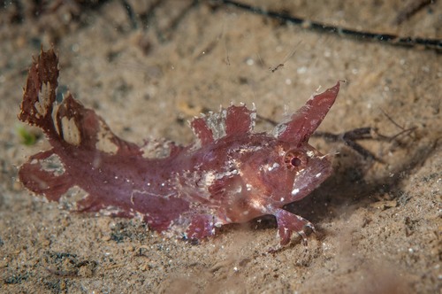 Zuidelijke kuifslijmvis (Cristiceps australis) — Clinidae — 4