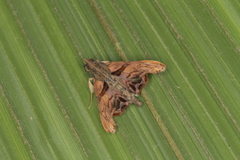 Palthis submarginata