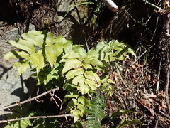 Cyrtomium caryotideum