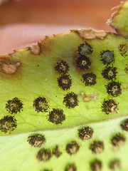 Cyrtomium caryotideum