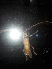 Eburida quadriguttata