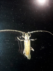 Eburida quadriguttata