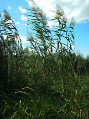 Phragmites australis altissimus