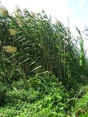 Phragmites australis altissimus