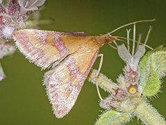 Pyrausta sanguinalis