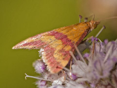 Pyrausta sanguinalis