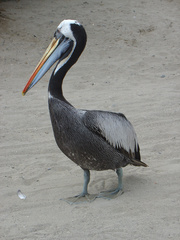 Pelecanus thagus