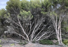 Melaleuca halmaturorum
