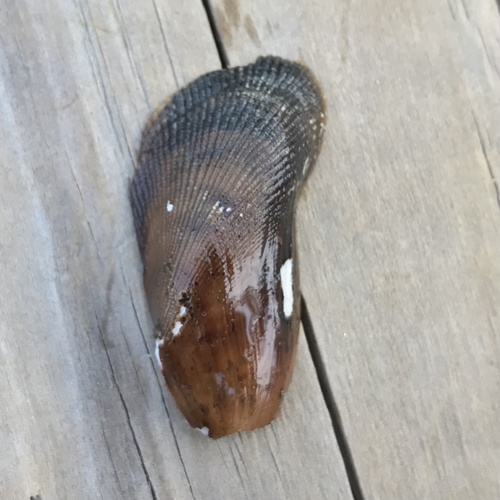 Southern Ribbed Mussel