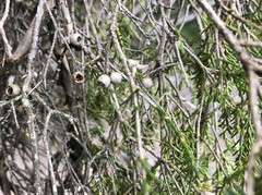 Melaleuca halmaturorum