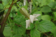 Thunbergia dregeana